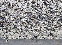 Snow Geese 6391